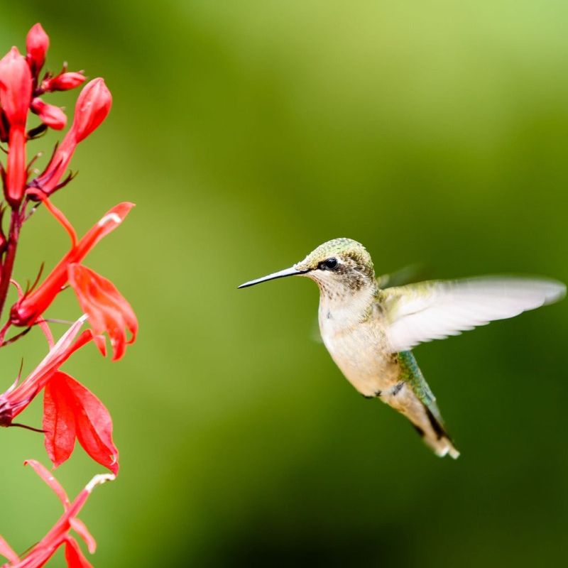 Cardinal Flower Lights Up Damp Florida Corners
