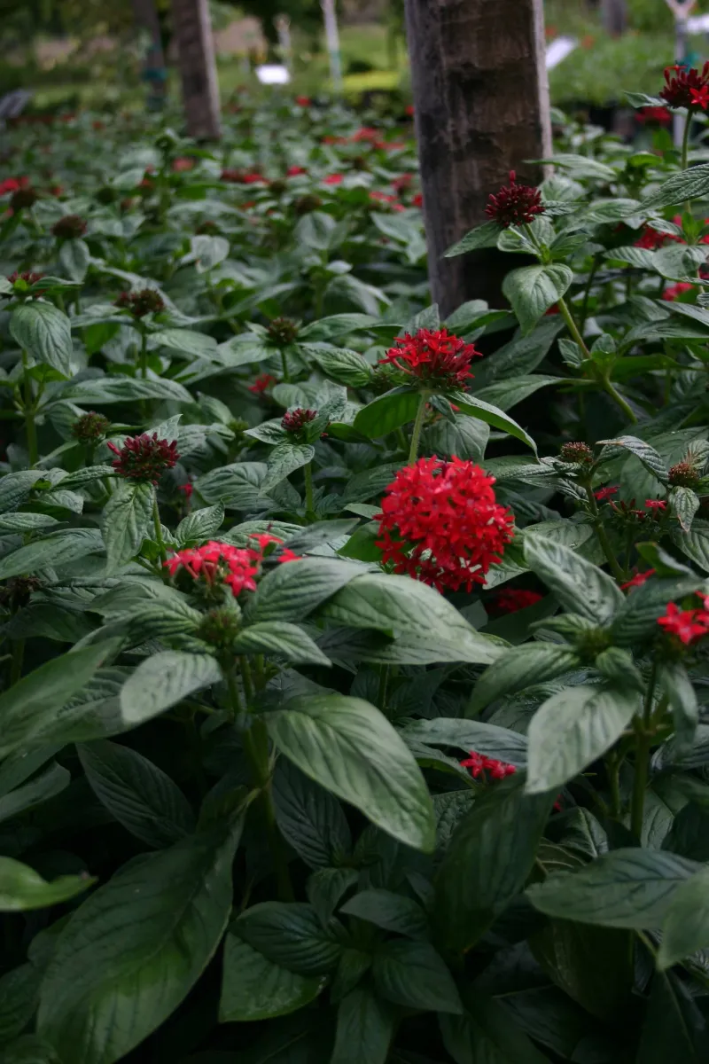Pentas Keeps Butterflies Coming Back For More