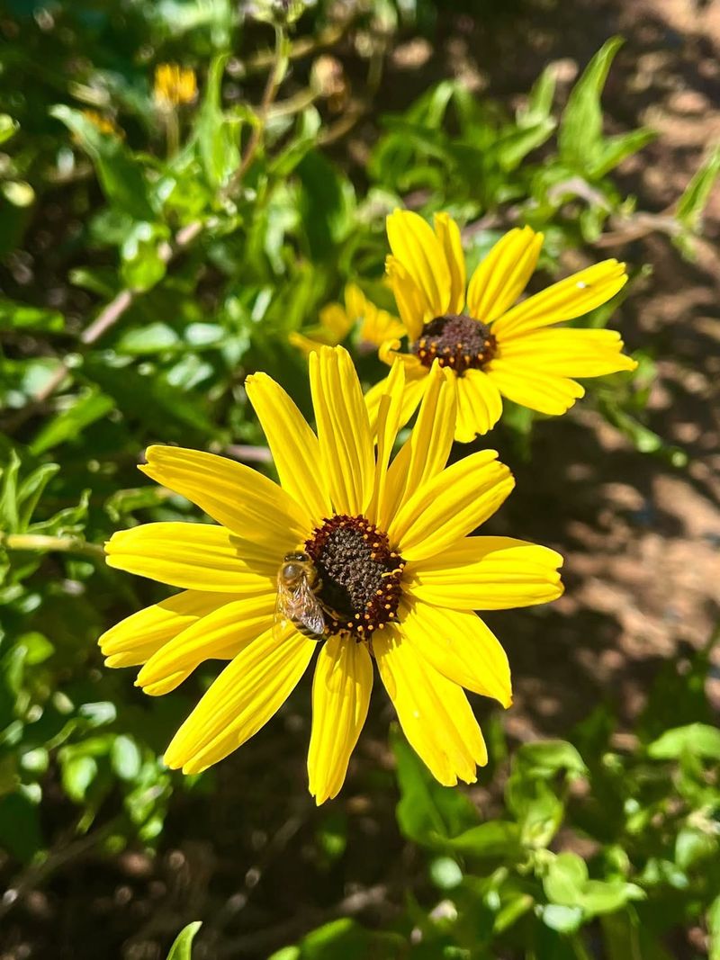 Beach Sunflower Covers Ground With Cheerful Yellow Blooms