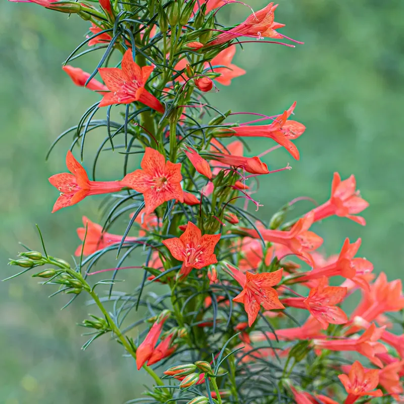 Standing Cypress (Ipomopsis Rubra)
