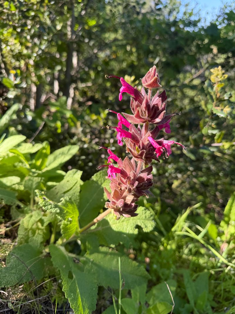 Establish Native Perennials For Pollinator Support