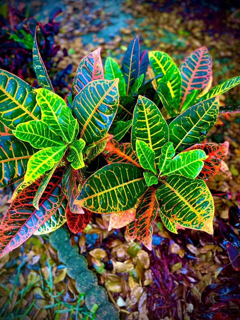 Croton Gets Leggy And Hard To Rein In