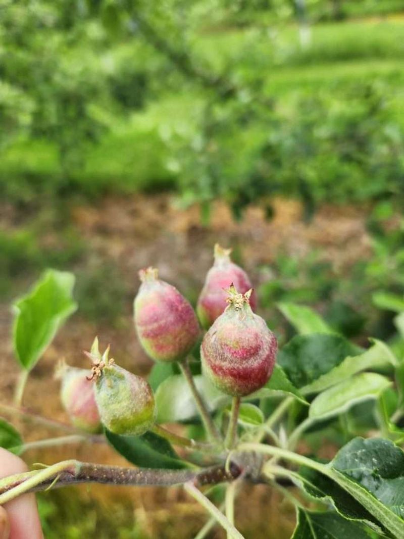 New Bud Growth Is A Strong Sign Of Recovery