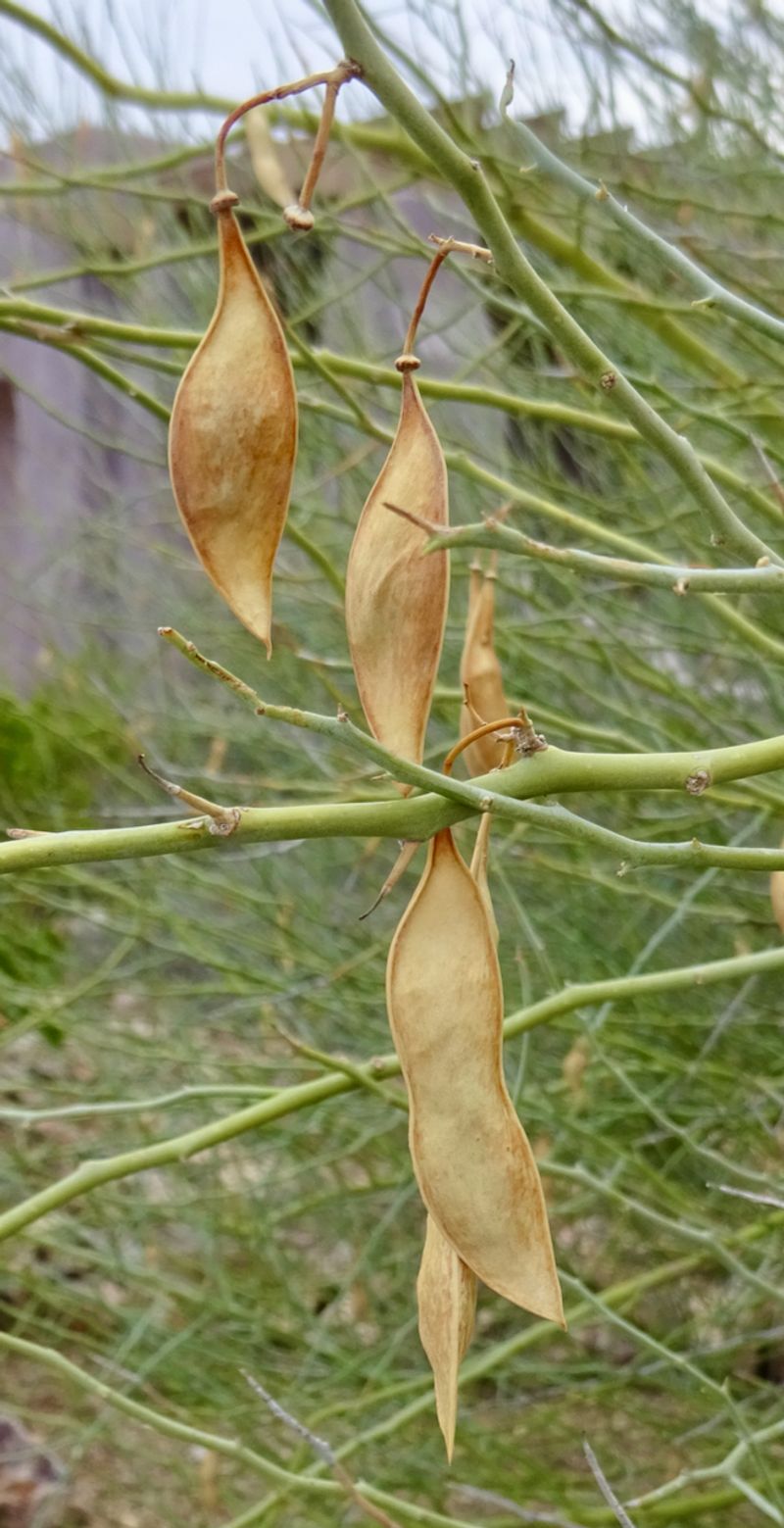 Blue Palo Verde Offers Tender Green Seeds In Spring