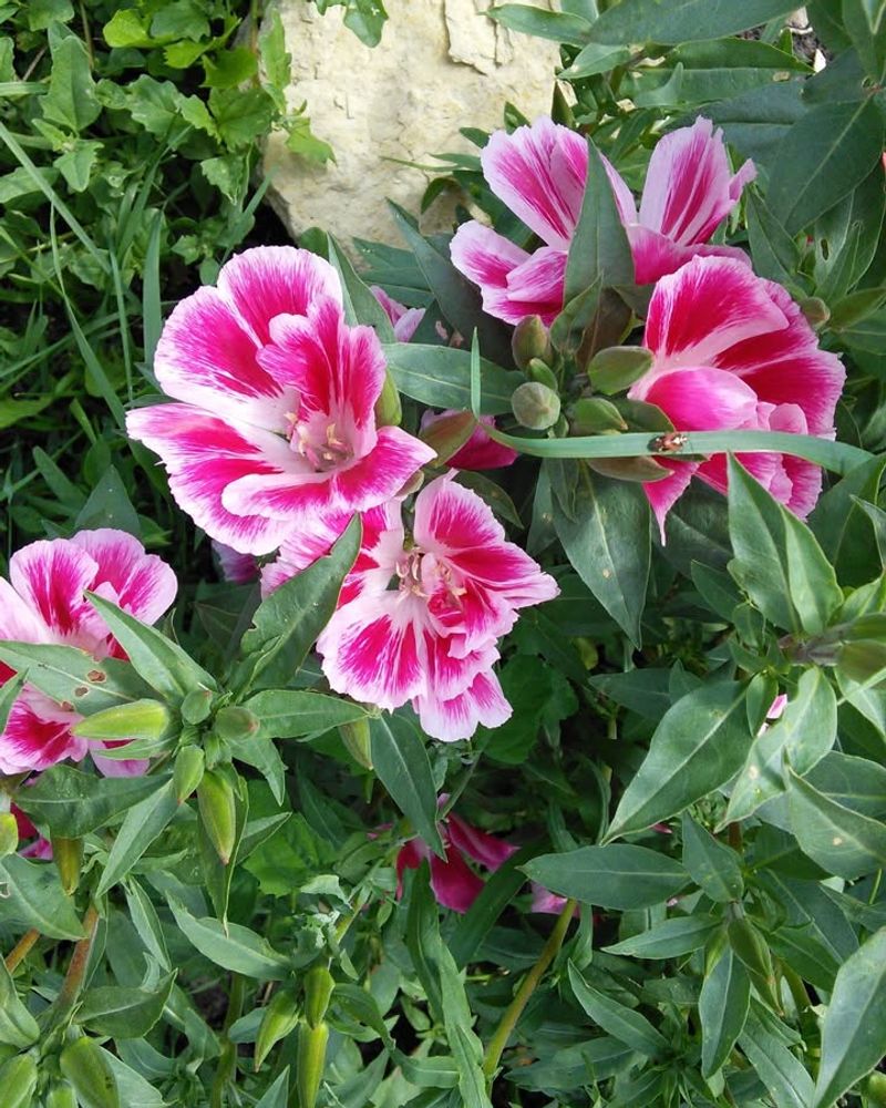 Farewell-to-Spring (Clarkia amoena)