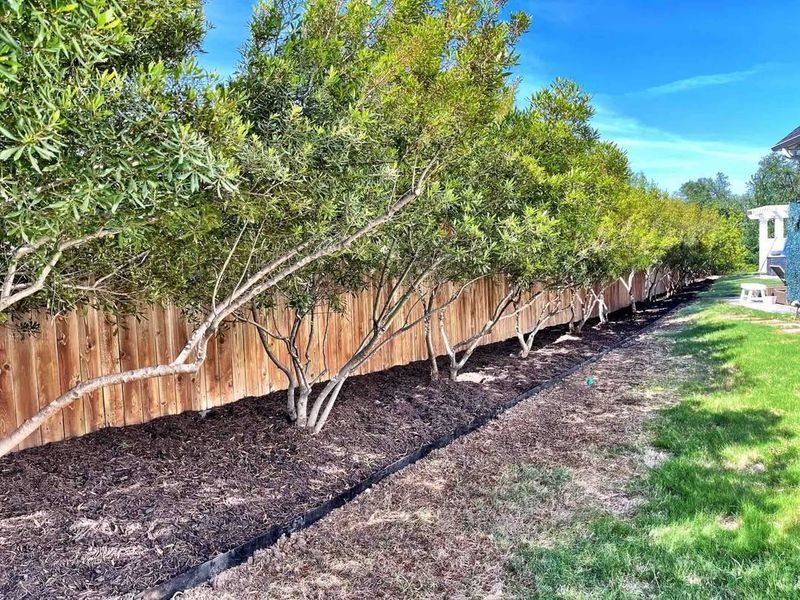 Wax Myrtle Fills In Quickly For A Softer Natural Barrier