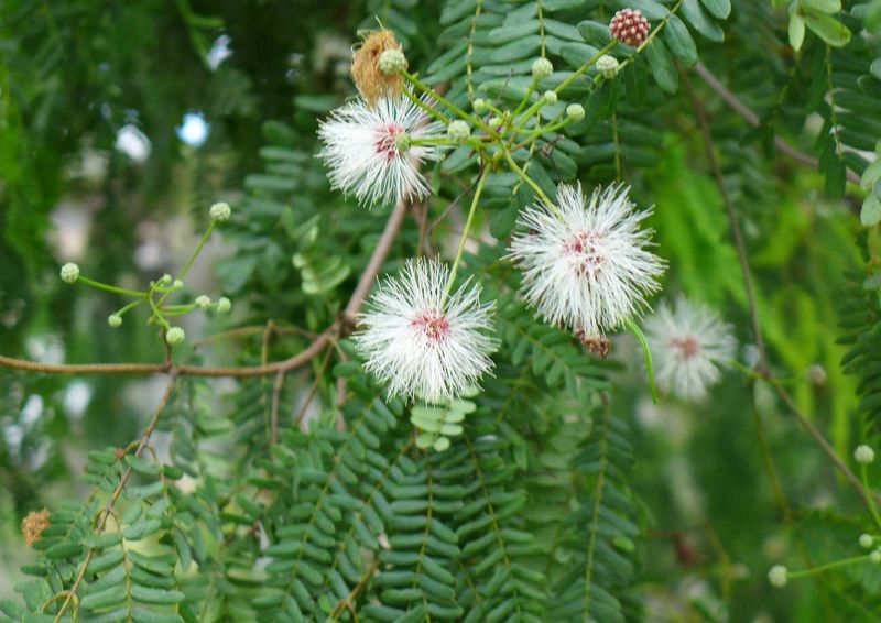 Wild Tamarind Casts Welcome Shade Across Wide Open Yards