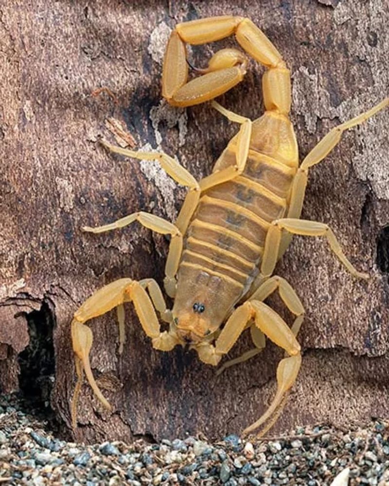 Keep Firewood And Materials Elevated Off The Ground