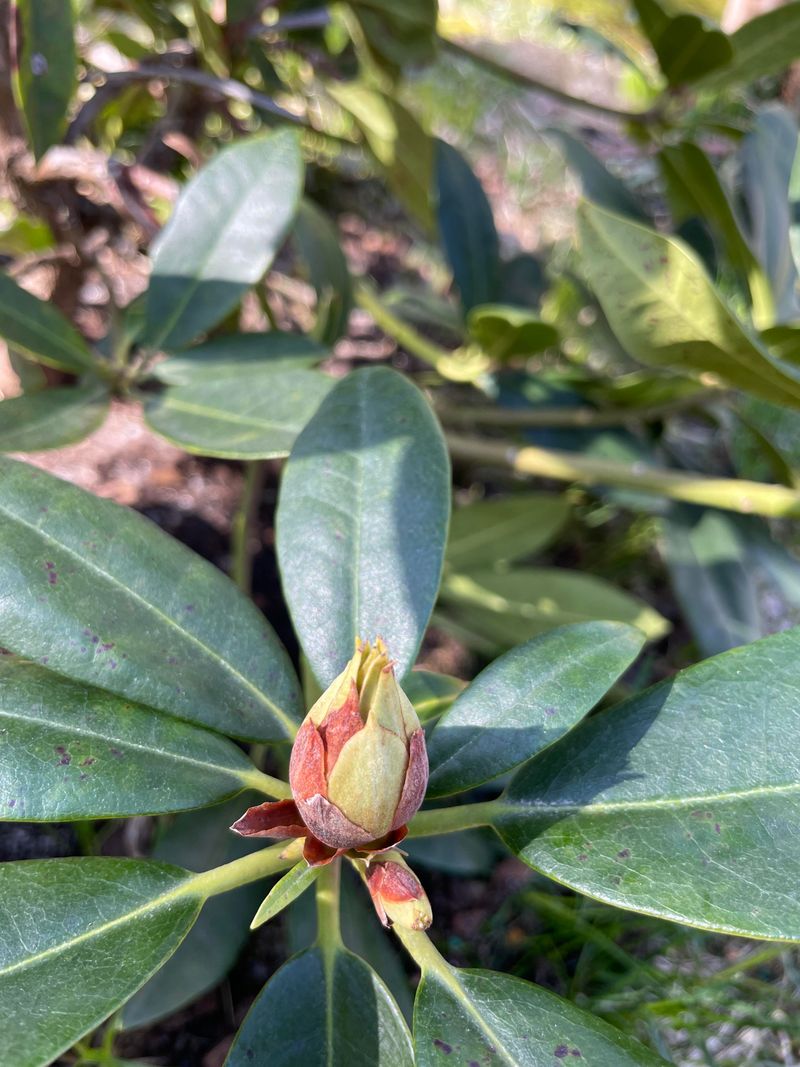 Don't Lose Next Year's Flowers