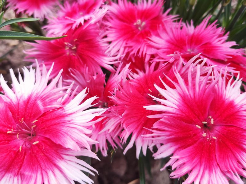Dianthus 'Supra Cherry Picotee'