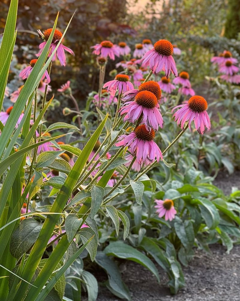 Purple Coneflower