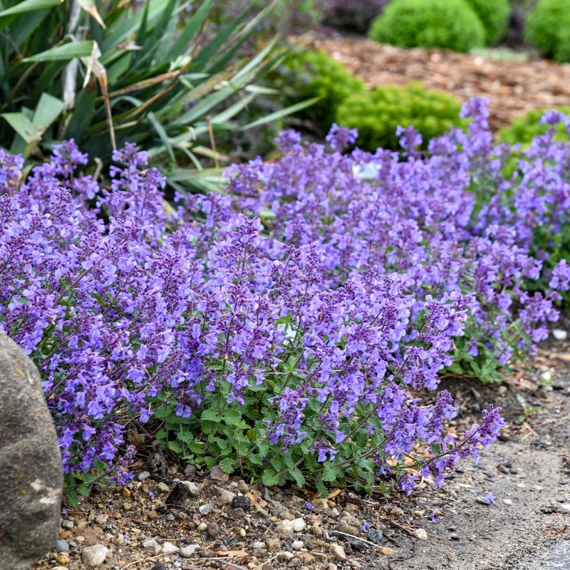 Catmint