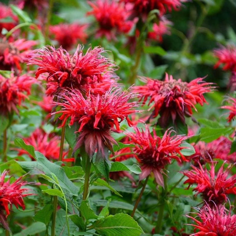 Bee Balm Attracts Pollinators With Little Work