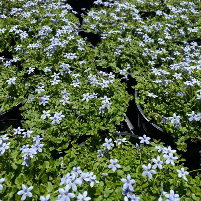 Blue Star Creeper Forms A Low, Dense Carpet