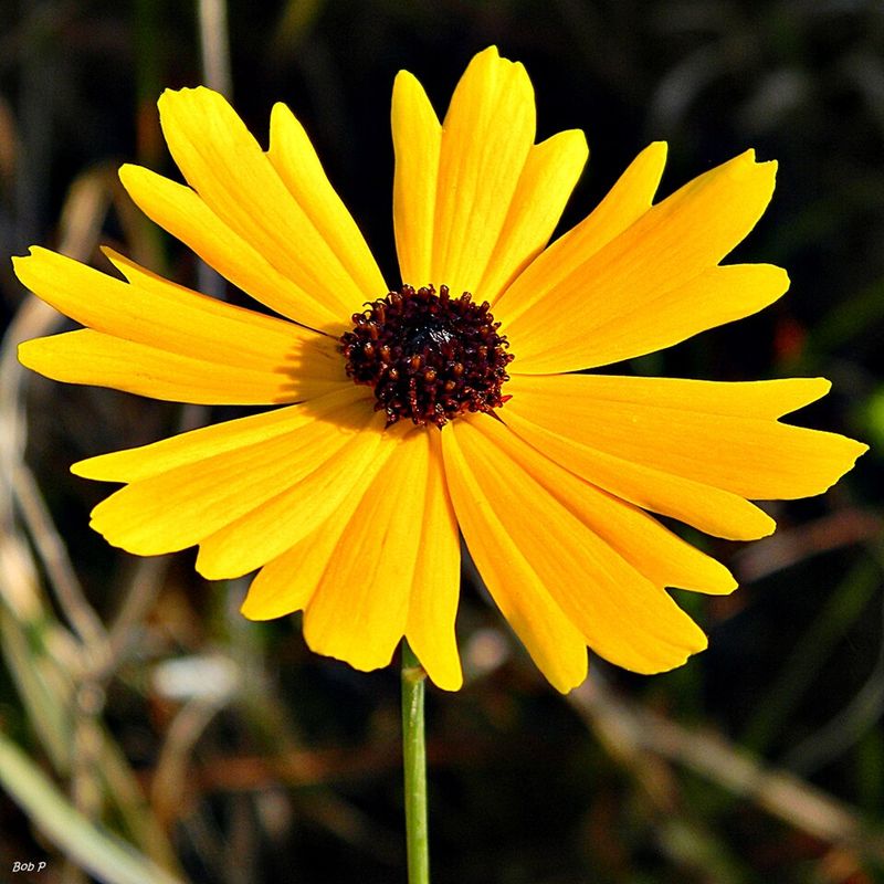 Coreopsis Offers Long-Lasting Yellow Blooms