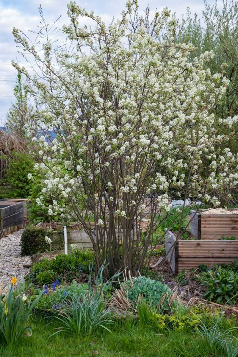 Serviceberry Adapts To Sandy Loam