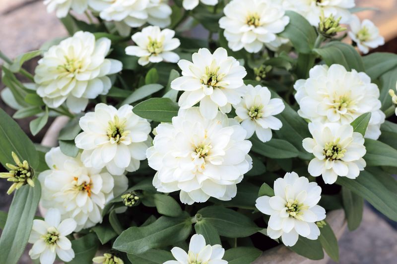Zinnia Profusion Double White Improved Ensures Mildew-Free Summer Blooms
