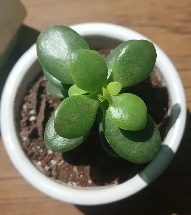 Jade Plant Grows Well In Pots With Occasional Watering
