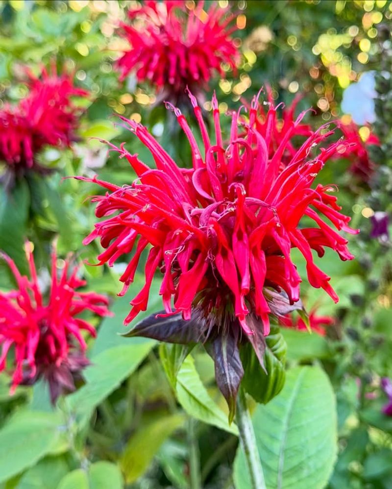 Bee Balm (Monarda Didyma)