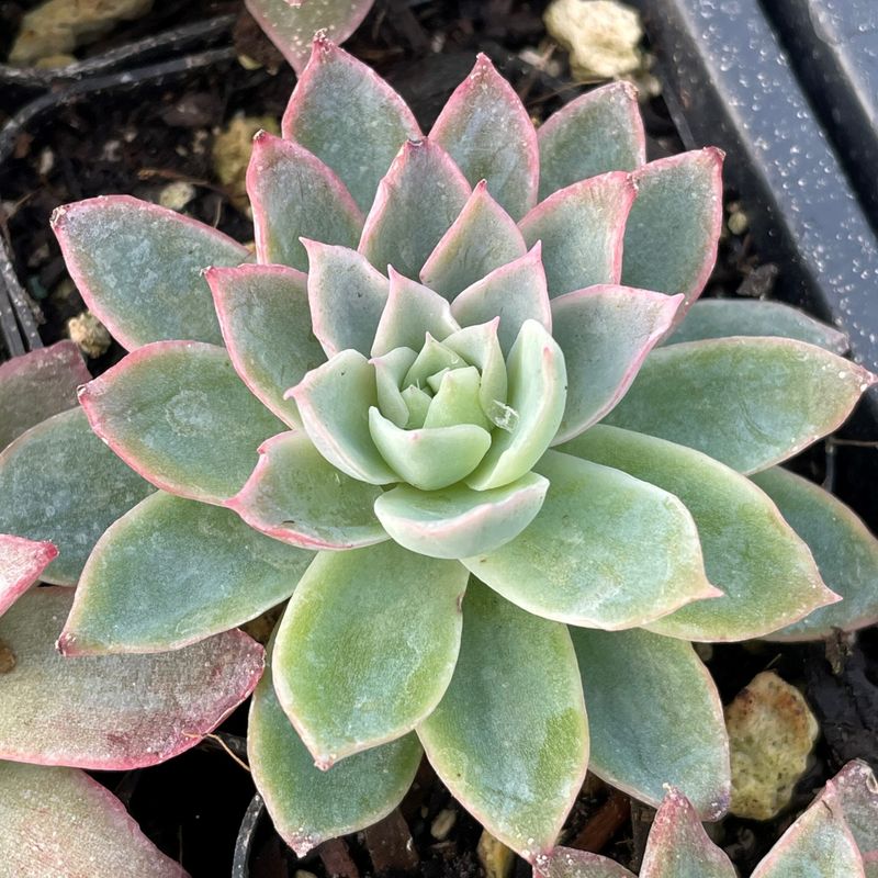 Echeveria