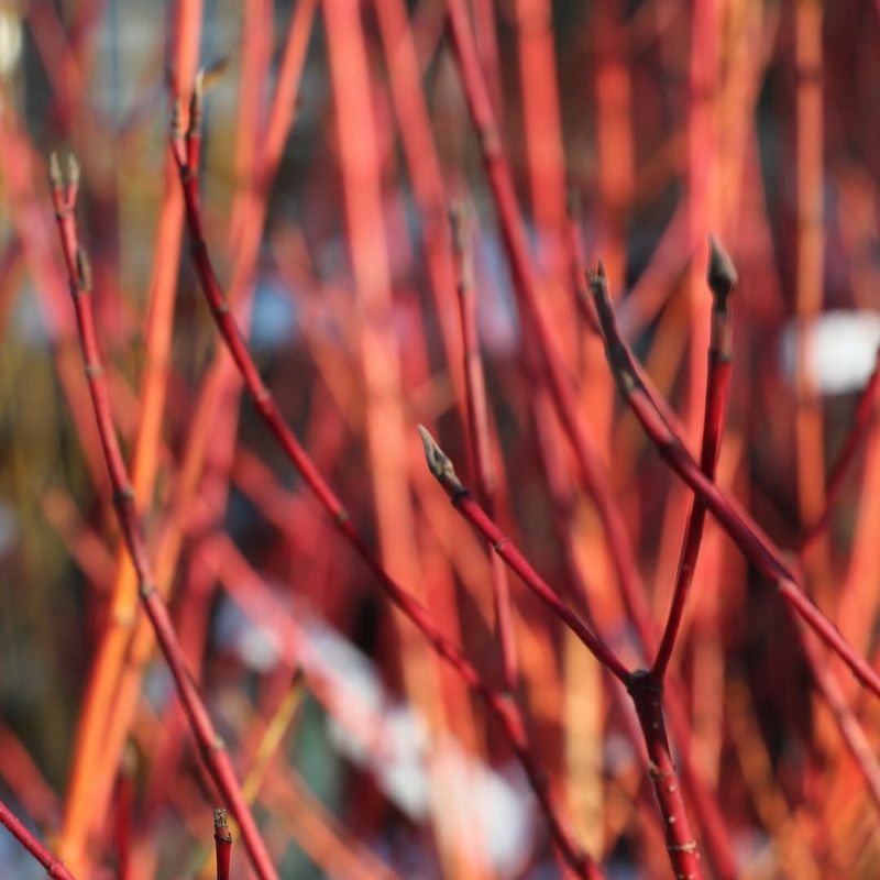 Dogwood (Red Twig)