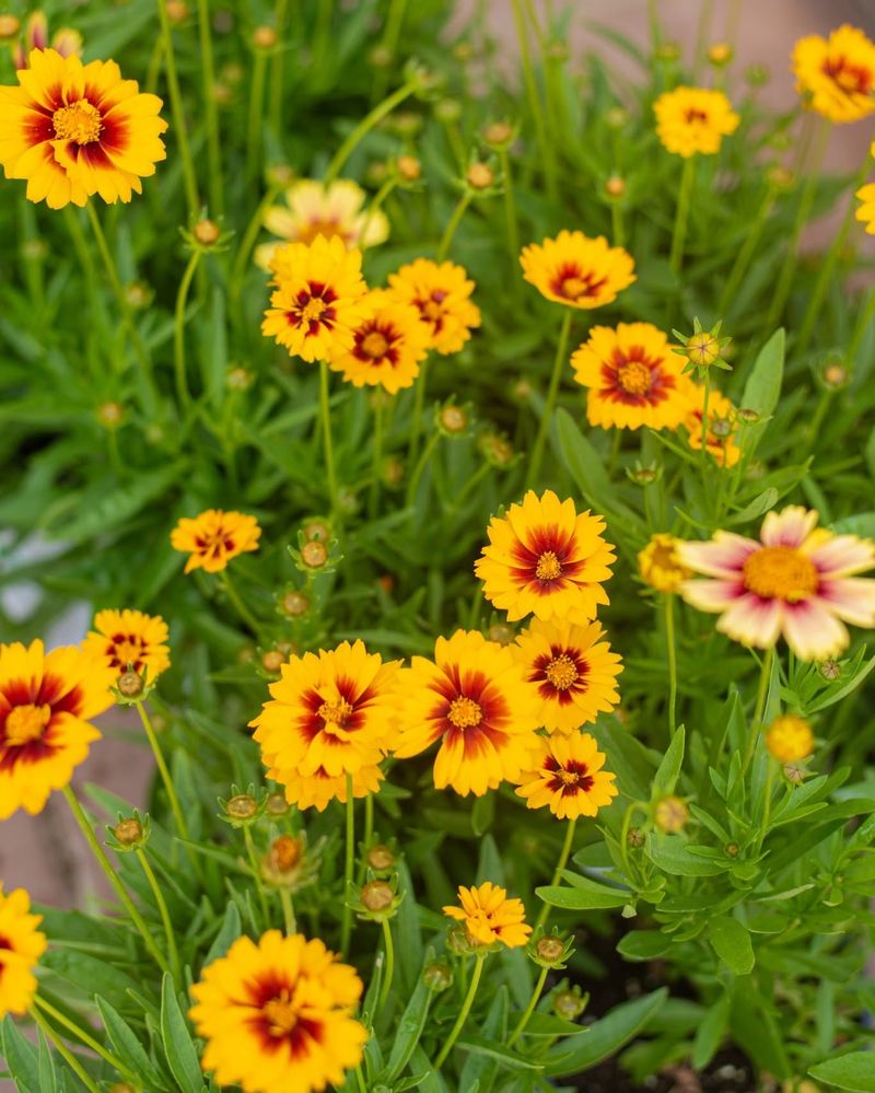 Coreopsis Keeps Blooming Without Constant Attention