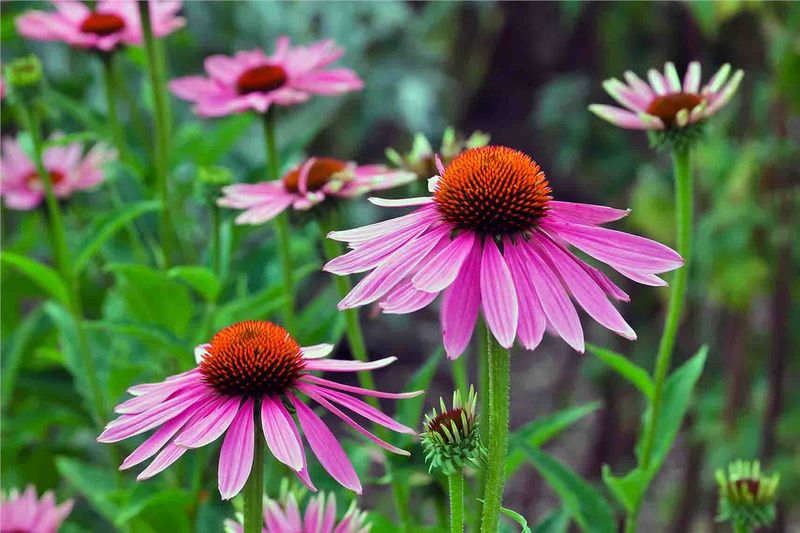 Coneflower Bringing Color And Wildlife Buzz