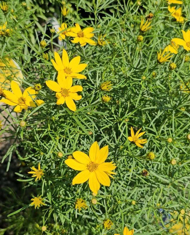 Coreopsis