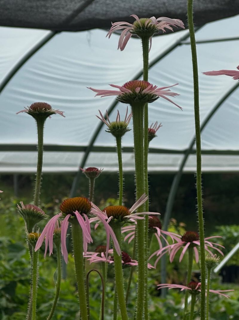 Plants Return Each Year As Hardy Perennials