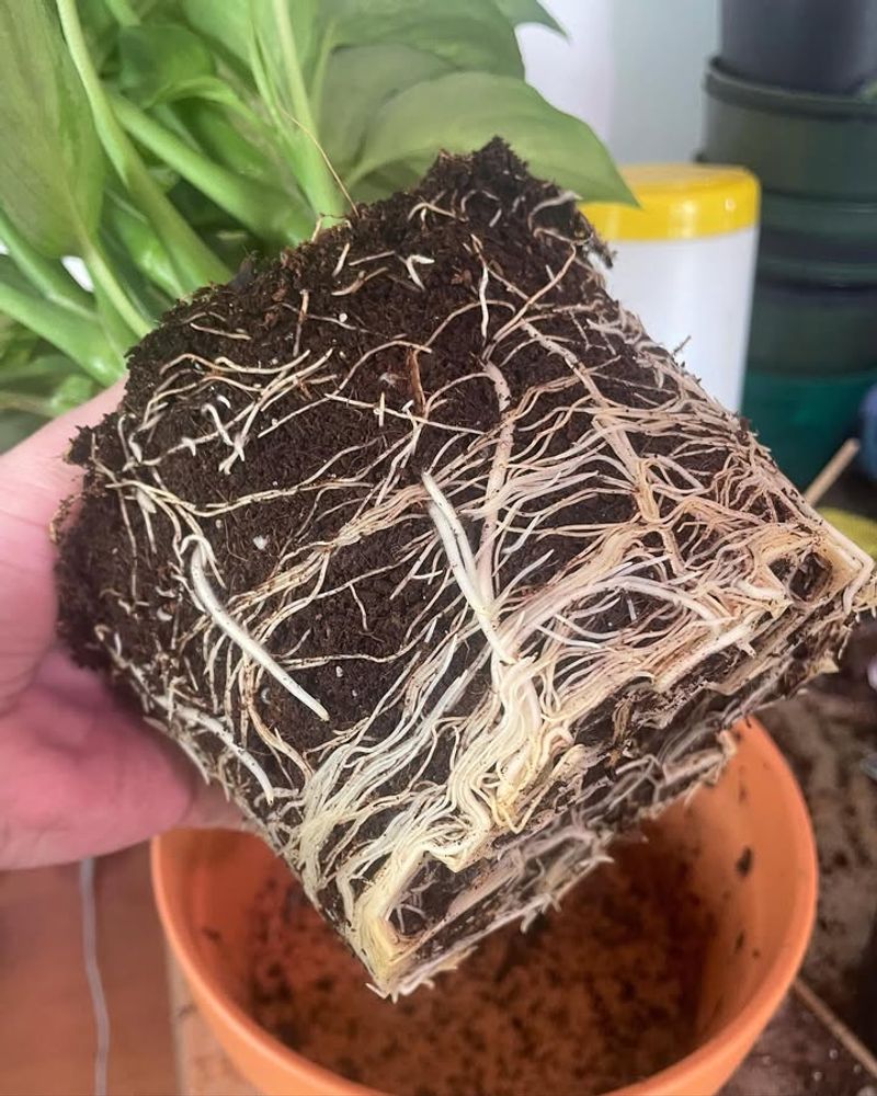 Roots Are Healthy And Strong