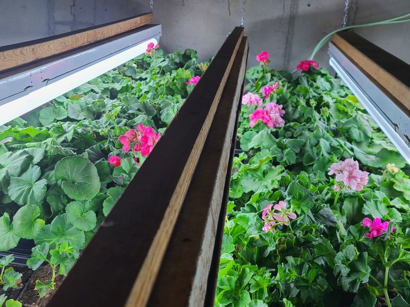 Overwintered Geraniums