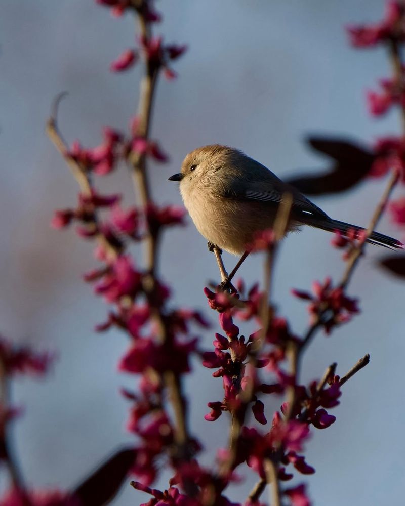 Thrives In California Climates