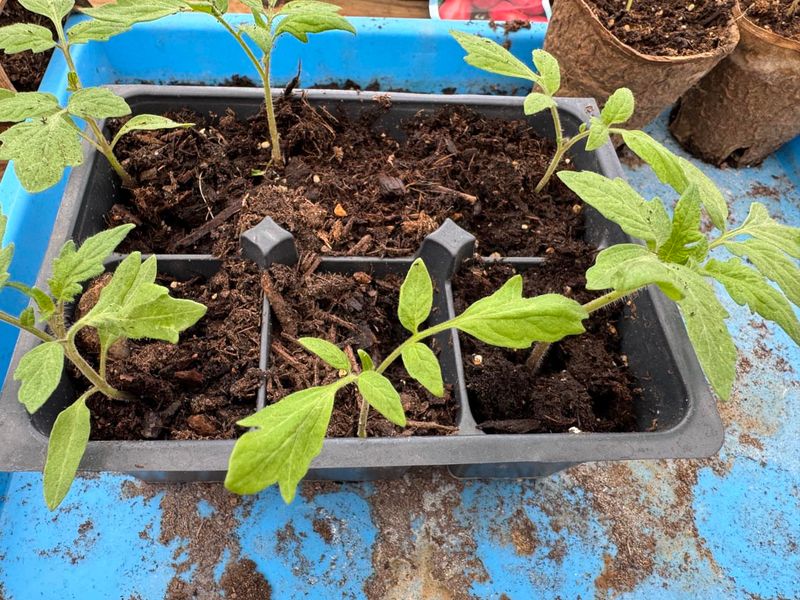 Tomatoes Bursting With Summer Flavor