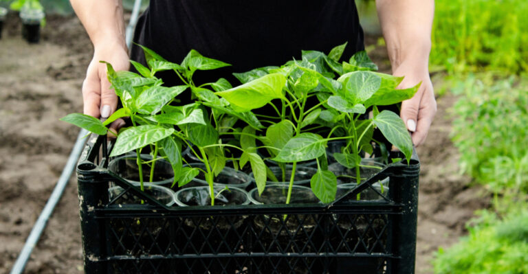 Seeds Michigan Gardeners Should Wait To Start Until April