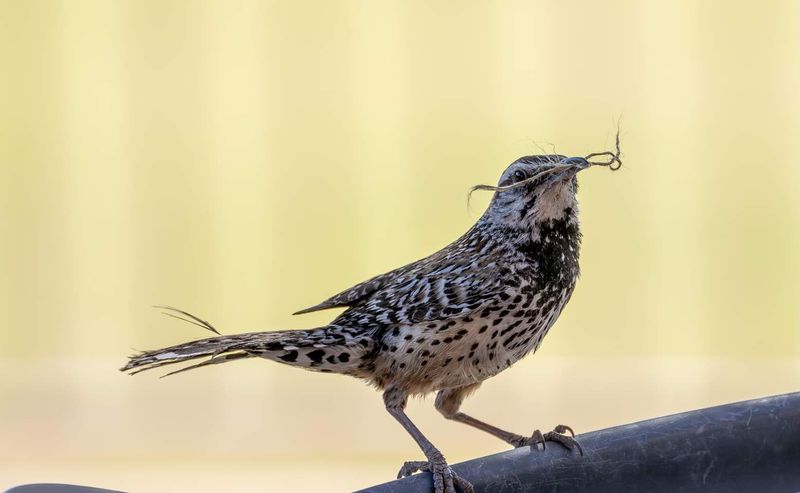 Activity Around Your Yard Can Signal Nearby Nesting Spots
