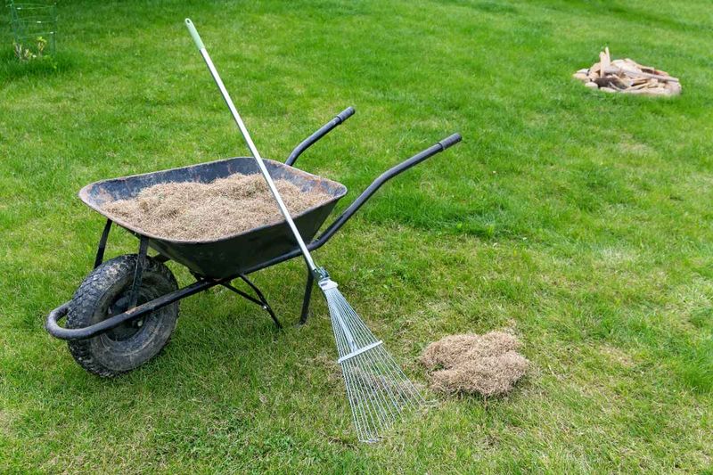 Avoid Common Mistakes That Stress Grass