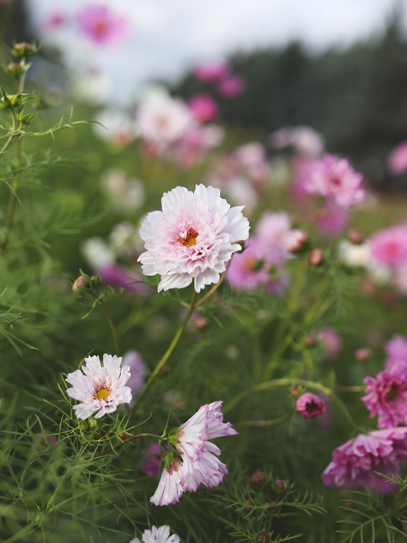Airy Colorful Blooms That Brighten Beds And Walkways