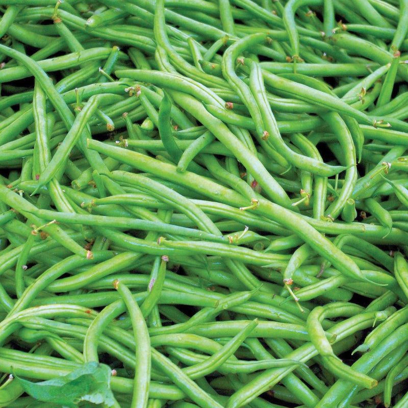 Contender Beans Deliver Reliable Yields