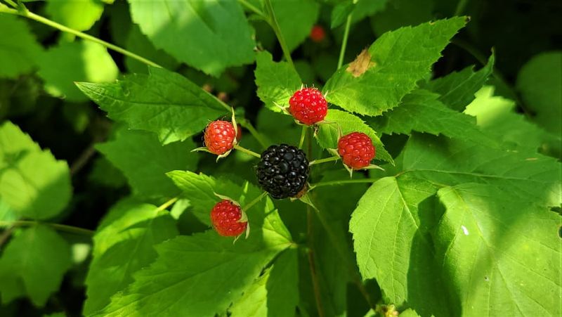 Black Raspberry (Rubus Occidentalis)