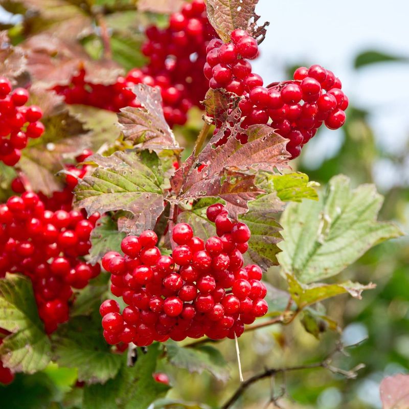 Highbush Cranberry (American Cranberrybush)