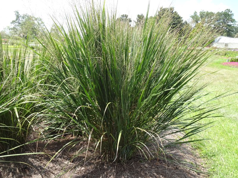 Switchgrass