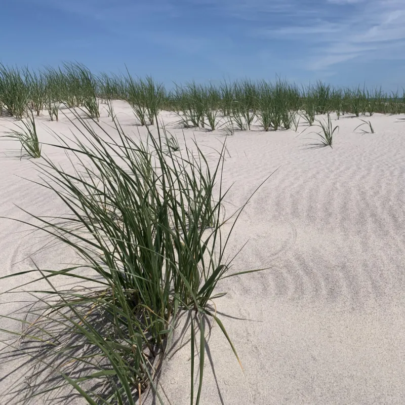 Beach Grass Is Naturally Adapted To Sandy Sites