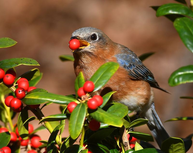 American Holly (Ilex Opaca)