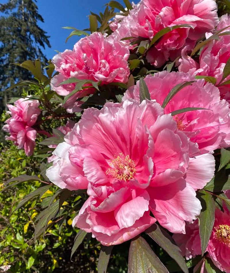 Tree Peony (Paeonia spp.)