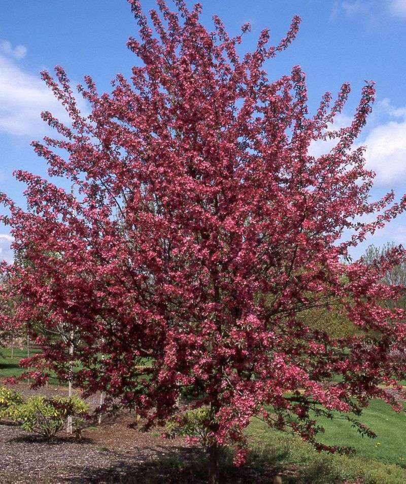 Purple Prince Crabapple Stealing The Spotlight