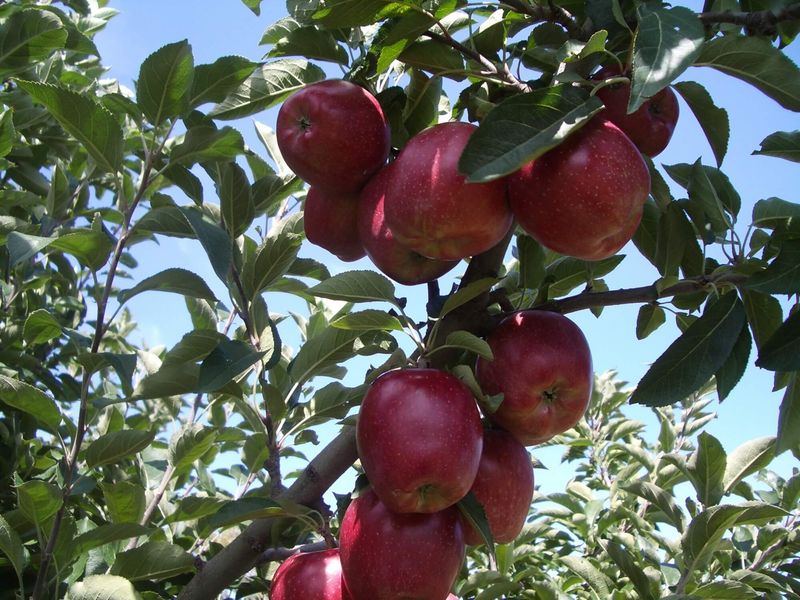 Late Blooming Apple Varieties Reduce Frost Risk In Northern Orchards