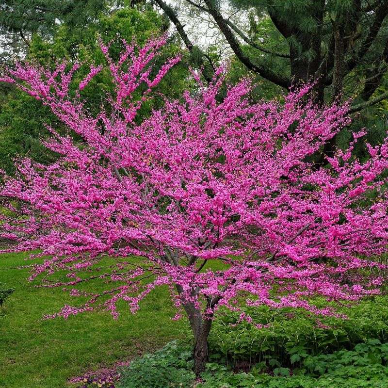 Eastern Redbud Adds Spring Color The Easy Way