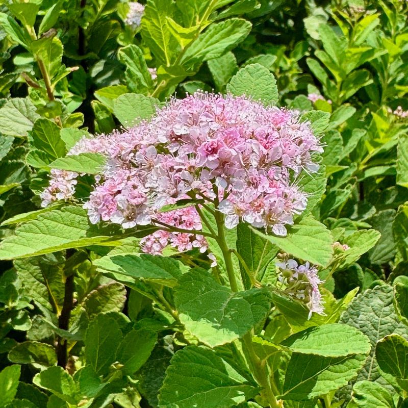 Spirea Produces Light Pink Or White Clusters In Spring
