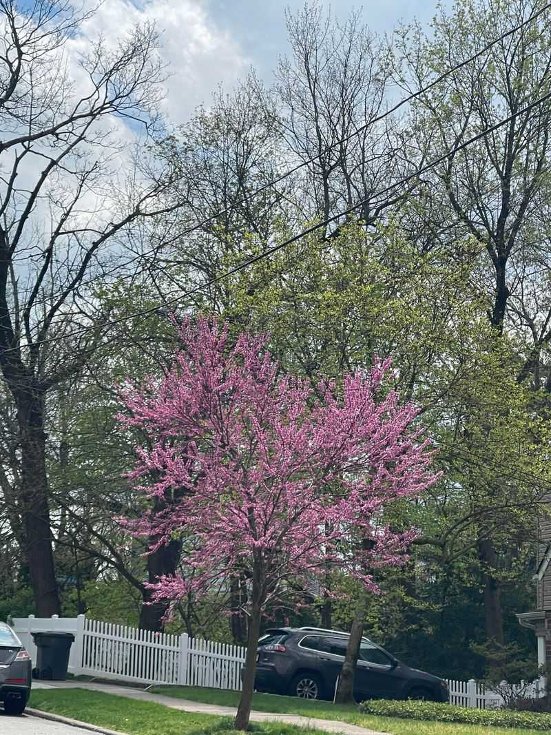 Eastern Redbud Lights Up Early Spring With Pink Blooms