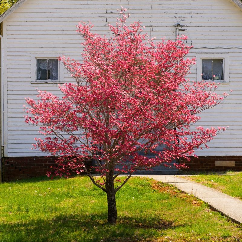 Flowering Dogwood Stays Front Yard Friendly And Full Of Charm